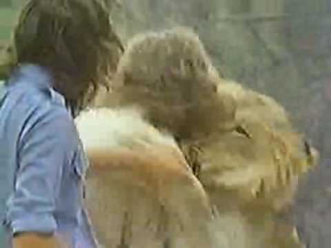 Christian the Lion- Reunion!