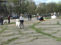 юниоры кобели.<br >Приглашаю всех в 