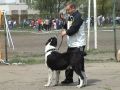 группу *кинологи Украины*!<br >club15411612<br ><br 