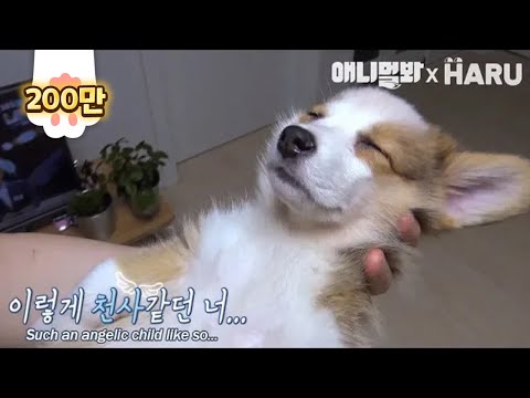 이 아이는 자라서 껌좀 씹는 언니가 됩니다ㅣOnce an angelic Welsh Corgi.. Turns a little badass