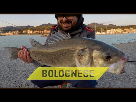 SPIGOLA a BOLOGNESE - spigolone con la bolognese nel porto - clipangler e Leonardo!