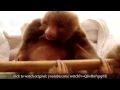 True Facts About Sloths