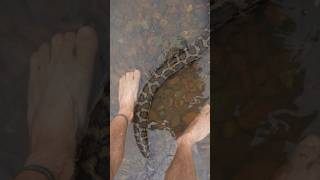 Is This The Biggest Snake On Snake Island