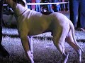Video Hercules-Aik Diamond World.avi