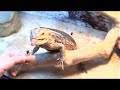 BEARDED DRAGON EATING FROM MY HAND, L@@K