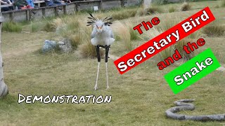 See the Secretary Bird attack the python - demonstration
