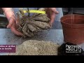 Démarrer un dahlia en pot - Video pas à pas pour planter un dahlia