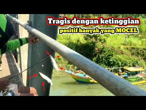 TRAGIS‼️Mancing ikan belanak babon di ketinggian 12 meter.apa bisa naik semua ikannya