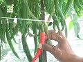image K Link Bio Boost Pada Tanaman Cabe Cabai Lombok 1