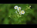 (No Copyright) Free Video Footage - Forest flower [HD 1080p]