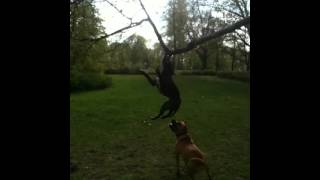 Staffbull Vs Tree