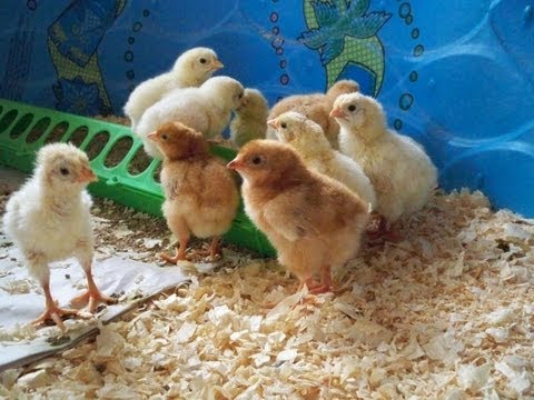 Is Useless Not My Home Made Incubator #12 Chicken Eggs Day 21 - 23