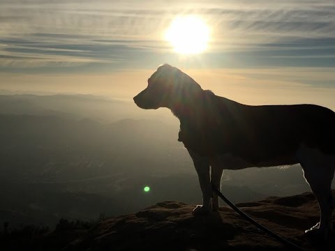 Miss Boogie Wonderland, Hiking Beagle Extraordinaire