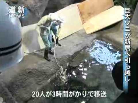 巨大ワニ引っ越し大作戦！札幌円山動物園（2011／04／20）　北海道新聞