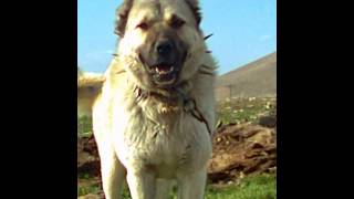 Konya Çoban Köpekleri