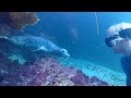 Gopro Hero3+ Black Underwater Harbor Seal Freediving Laguna Beach