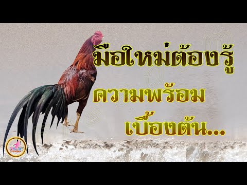 สังเกตความสมบูรณ์ของร่างกายไก่อย่างไร...!!!
