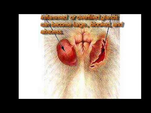 Dick hard jerk Free penetration vid