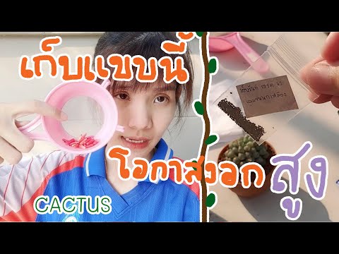 นุ่น Ep.15 เก็บเมล็ดแคคตัสยังไง ให้มีอัตราการงอกสูง 31 ธ.ค. 2019
