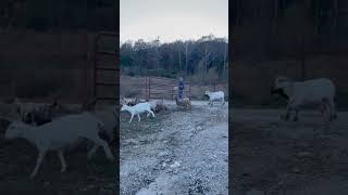 The *Flerd* Moves Again! #Shorts #Horses #Sheep #Farmlife #Homesteading