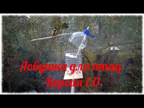 ловить воробьев ловить воробьев