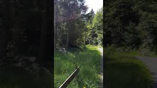 4 - Nature Nearby Chapfensee Mels, Switzerland Schweiz - July 19 - Naturparadies - Scenic Mountain