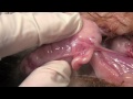 female anatomy
