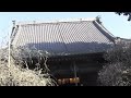 鎌倉春のお寺めぐりー宝戒寺本殿前のしだれ梅はほぼ満開、散るは早い