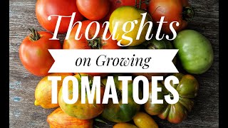 Thoughts on growing tomatoes - Elmdale Estate