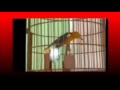 Kicau Mania | Suara Burung | ANIS Merah Gacor Teler Doyong Juara Nasional