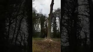 oak tree felling