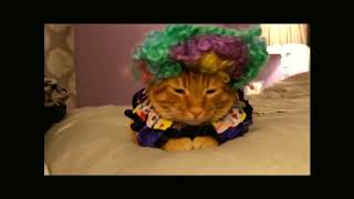 Cats try on Funny costumes