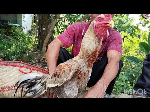 LATEST UPDATE ON THE PRICE OF BANGKOK CHICKEN AT SUMPIUH MARKET, BANYUMAS LATEST UPDATE ON THE PRICE OF BANGKOK CHICKEN AT SUMPIUH MARKET, BANYUMAS