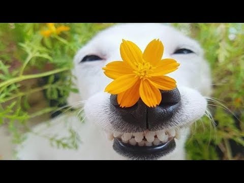 Funny Dogs 🐶 Funniest Pets 🤣 Dogs Vines 🐶