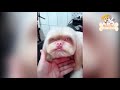 Funny Dogs 🐶 Funniest Pets 🤣 Dogs Vines 🐶