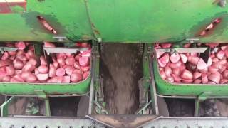 Planting spuds