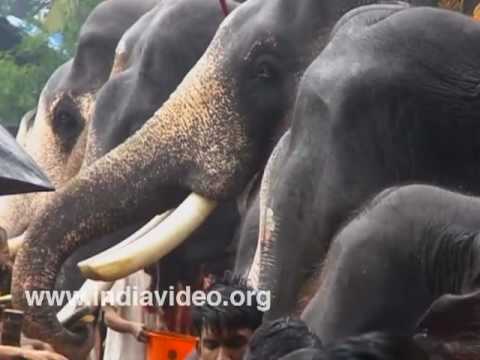 Elephant feast Aanayoottu Kerala