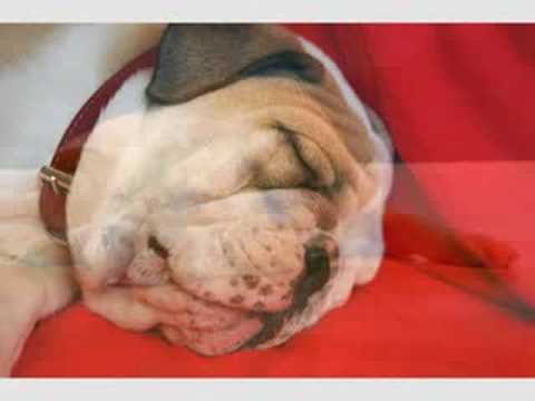 Mozart for Dogs - Create a tranquil environment for your pet