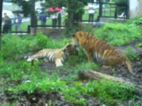 旭山動物園のトラ