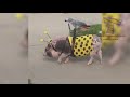 Wanna LAUGH HARD right NOW? - Watch these EXTREMELY FUNNY ANIMAL VIDEOS
