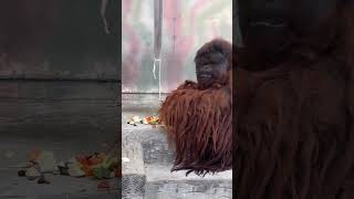 Giant Male Orangutan Sitting.