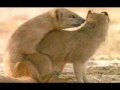 سكس حيوانات ـ 2009