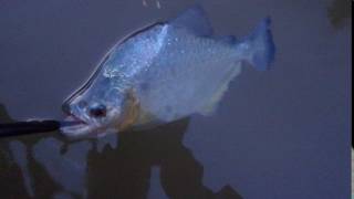 Redeye Piranha Release