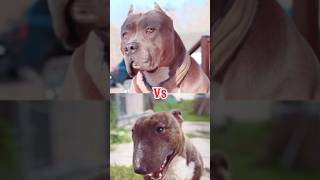 American Bully Vs Bull Terrier