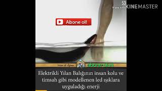 Elektrikli yılan balığı