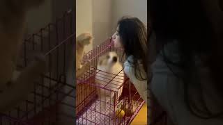 Dog & Girl