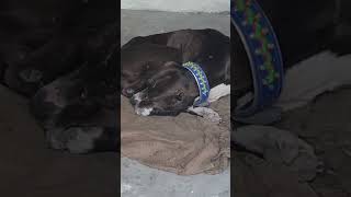 Jerking Dog