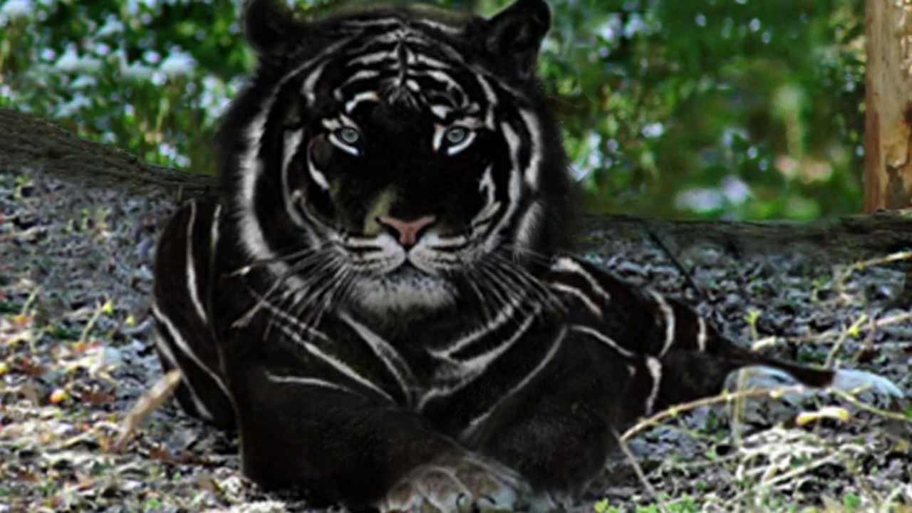 Les Larmes Du Tigre Noir [2000]