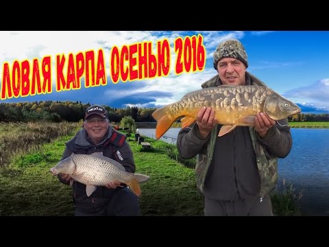 как клюет карп в осенью как клюет карп в осенью