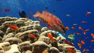 Mar Rojo Elba Reef